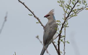 Preview wallpaper bird, branches, tree, sky, fog