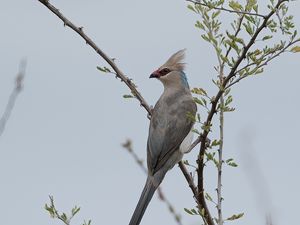 Preview wallpaper bird, branches, tree, sky, fog