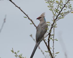 Preview wallpaper bird, branches, tree, sky, fog
