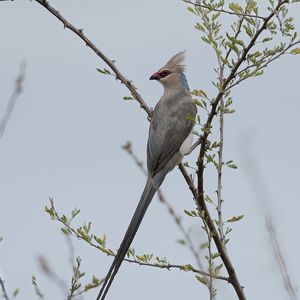 Preview wallpaper bird, branches, tree, sky, fog