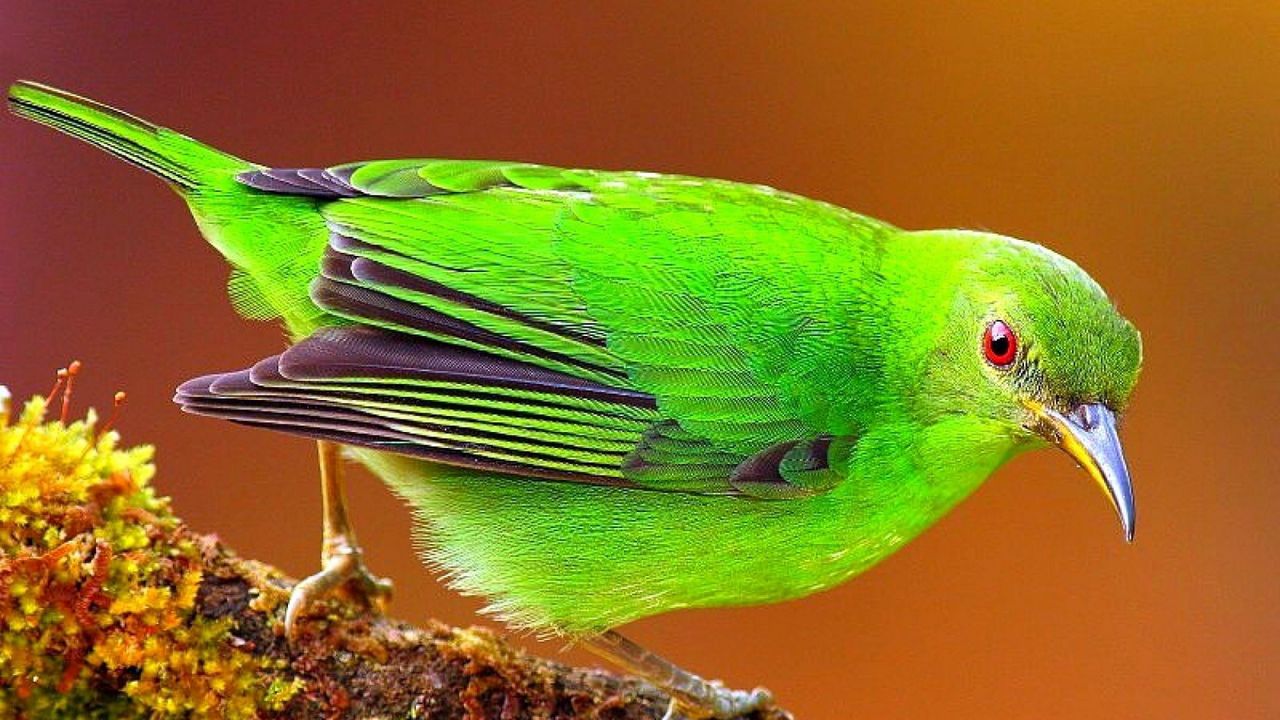 Wallpaper bird, bright, color, branch, sit