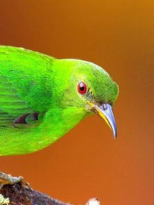 Preview wallpaper bird, bright, color, branch, sit