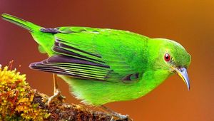 Preview wallpaper bird, bright, color, branch, sit