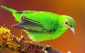 Preview wallpaper bird, bright, color, branch, sit