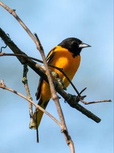 Preview wallpaper bird, bright, feathers, branches