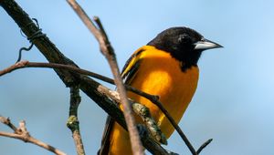 Preview wallpaper bird, bright, feathers, branches