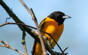 Preview wallpaper bird, bright, feathers, branches