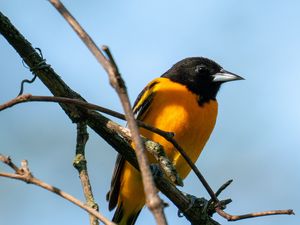 Preview wallpaper bird, bright, feathers, branches