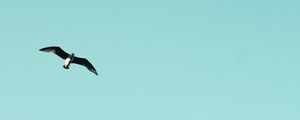 Preview wallpaper bird, building, sky, minimalism