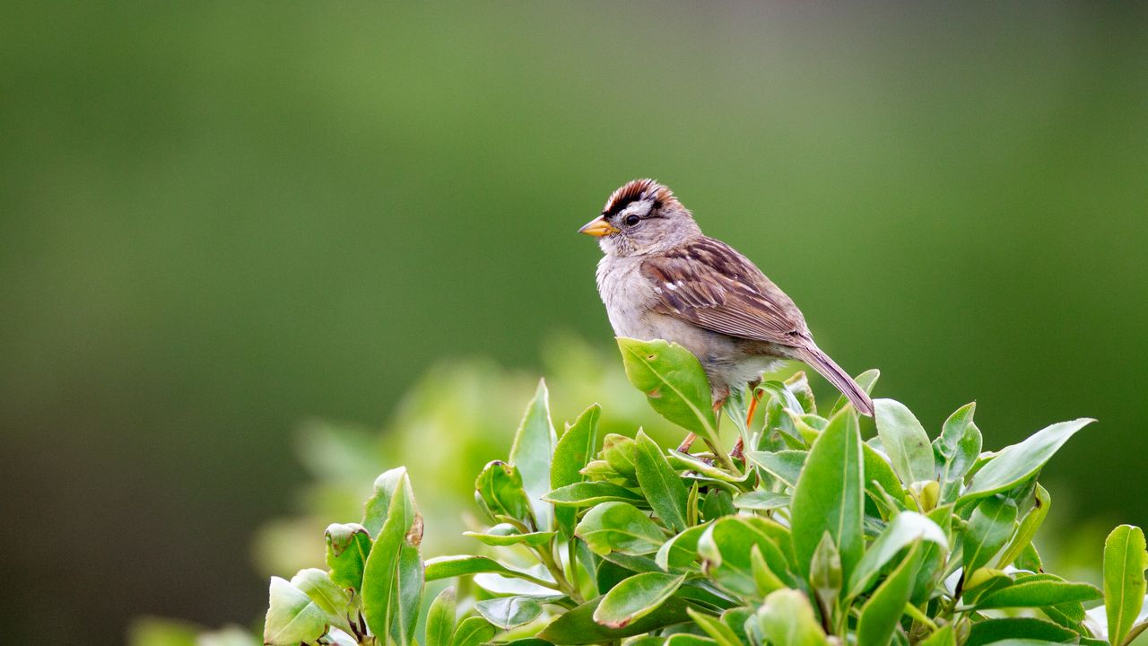 Wallpaper bird, bush, leaves, wildlife