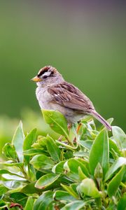 Preview wallpaper bird, bush, leaves, wildlife