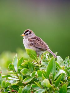 Preview wallpaper bird, bush, leaves, wildlife