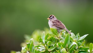 Preview wallpaper bird, bush, leaves, wildlife