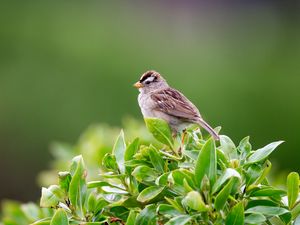 Preview wallpaper bird, bush, leaves, wildlife