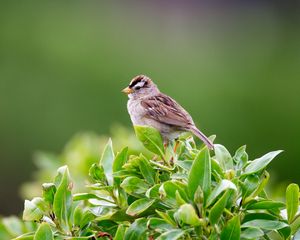 Preview wallpaper bird, bush, leaves, wildlife