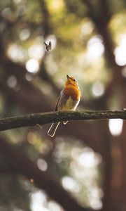 Preview wallpaper bird, butterfly, branch, focus