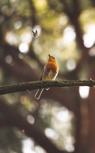 Preview wallpaper bird, butterfly, branch, focus