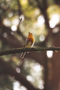 Preview wallpaper bird, butterfly, branch, focus