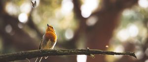 Preview wallpaper bird, butterfly, branch, focus