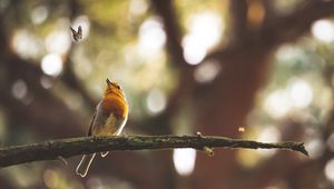 Preview wallpaper bird, butterfly, branch, focus