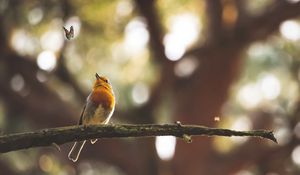 Preview wallpaper bird, butterfly, branch, focus