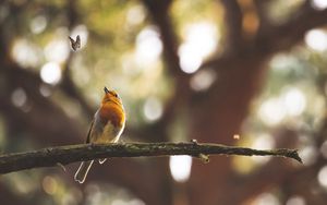 Preview wallpaper bird, butterfly, branch, focus