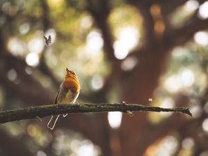 Preview wallpaper bird, butterfly, branch, focus