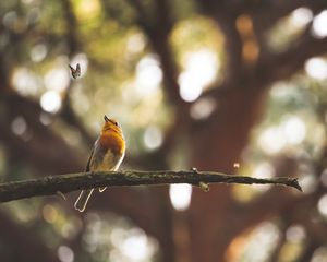 Preview wallpaper bird, butterfly, branch, focus