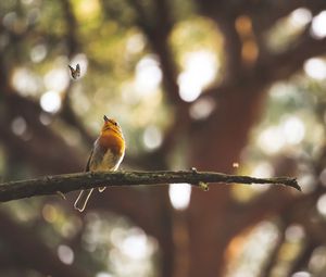 Preview wallpaper bird, butterfly, branch, focus