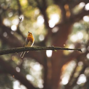 Preview wallpaper bird, butterfly, branch, focus