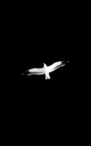 Preview wallpaper bird, bw, flight, wings, sky, minimalism