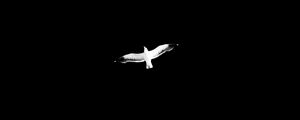 Preview wallpaper bird, bw, flight, wings, sky, minimalism