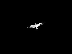 Preview wallpaper bird, bw, flight, wings, sky, minimalism