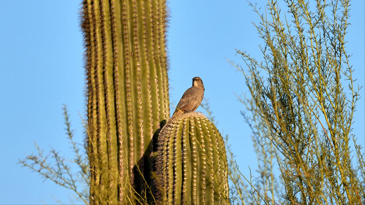 Wallpaper bird, cactus, thorns, sky