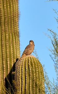 Preview wallpaper bird, cactus, thorns, sky