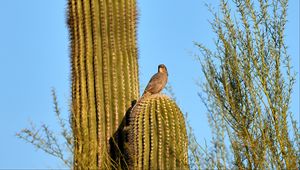 Preview wallpaper bird, cactus, thorns, sky