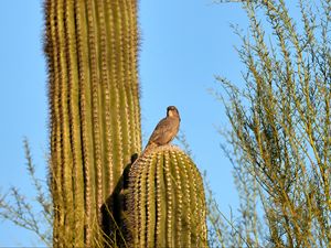 Preview wallpaper bird, cactus, thorns, sky