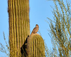 Preview wallpaper bird, cactus, thorns, sky