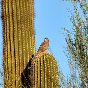 Preview wallpaper bird, cactus, thorns, sky