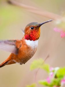 Preview wallpaper bird, caliber, nature, plant, swing