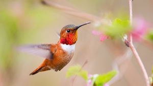 Preview wallpaper bird, caliber, nature, plant, swing