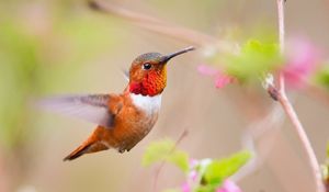 Preview wallpaper bird, caliber, nature, plant, swing