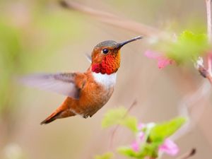 Preview wallpaper bird, caliber, nature, plant, swing