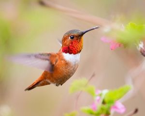 Preview wallpaper bird, caliber, nature, plant, swing