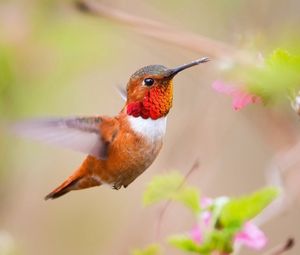 Preview wallpaper bird, caliber, nature, plant, swing