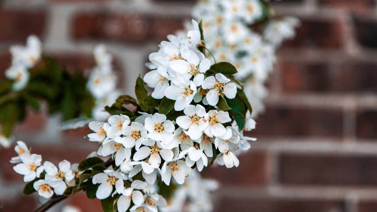 Wallpaper bird cherry, flowers, branch