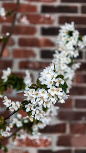 Preview wallpaper bird cherry, flowers, branch