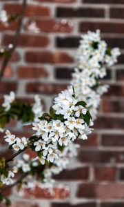 Preview wallpaper bird cherry, flowers, branch