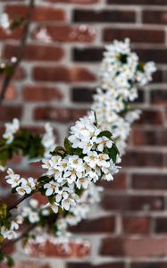 Preview wallpaper bird cherry, flowers, branch