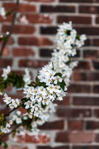 Preview wallpaper bird cherry, flowers, branch